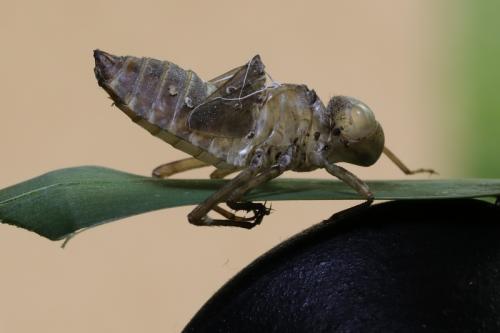 Oxygastra curtisii
